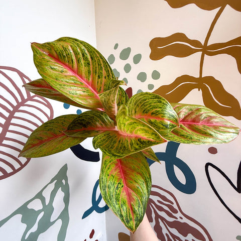 Aglaonema 'Grand Blossom' - Chinese Evergreen - Sprouts of Bristol