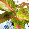 Aglaonema 'Grand Blossom' - Chinese Evergreen - Sprouts of Bristol