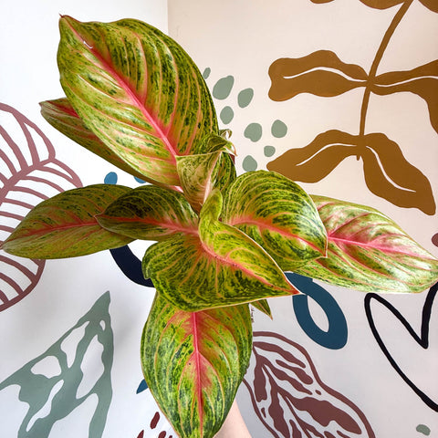 Aglaonema 'Grand Blossom' - Chinese Evergreen - Sprouts of Bristol