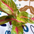 Aglaonema 'Grand Blossom' - Chinese Evergreen - Sprouts of Bristol