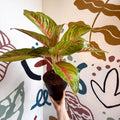 Aglaonema 'Grand Blossom' - Chinese Evergreen - Sprouts of Bristol