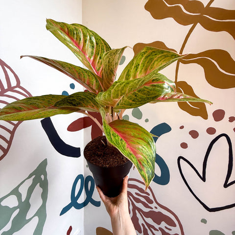 Aglaonema 'Grand Blossom' - Chinese Evergreen - Sprouts of Bristol