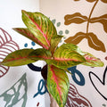 Aglaonema 'Grand Blossom' - Chinese Evergreen - Sprouts of Bristol