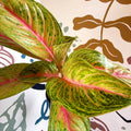 Aglaonema 'Grand Blossom' - Chinese Evergreen - Sprouts of Bristol
