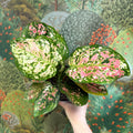 Aglaonema 'Jazzy Red' - Chinese Evergreen - Sprouts of Bristol
