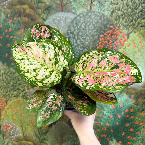 Aglaonema 'Jazzy Red' - Chinese Evergreen - Sprouts of Bristol