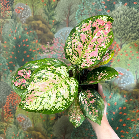 Aglaonema 'Jazzy Red' - Chinese Evergreen - Sprouts of Bristol