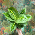 Aglaonema ‘Lemon Mint' - Chinese Evergreen - Sprouts of Bristol