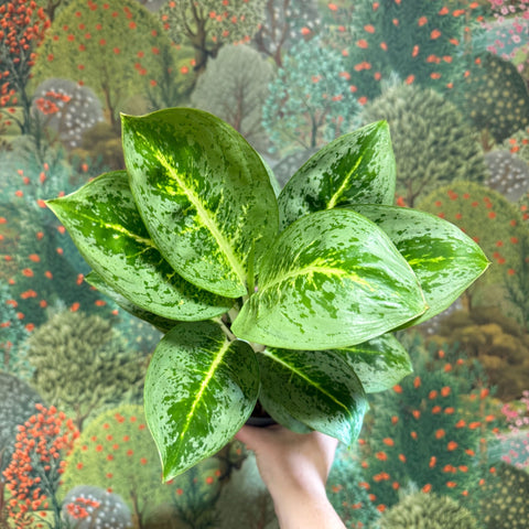 Aglaonema ‘Lemon Mint' - Chinese Evergreen - Sprouts of Bristol