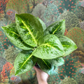 Aglaonema ‘Lemon Mint' - Chinese Evergreen - Sprouts of Bristol