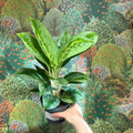 Aglaonema ‘Lemon Mint' - Chinese Evergreen - Sprouts of Bristol