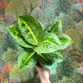 Aglaonema ‘Lemon Mint' - Chinese Evergreen - Sprouts of Bristol