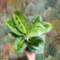 Aglaonema ‘Lemon Mint' - Chinese Evergreen - Sprouts of Bristol