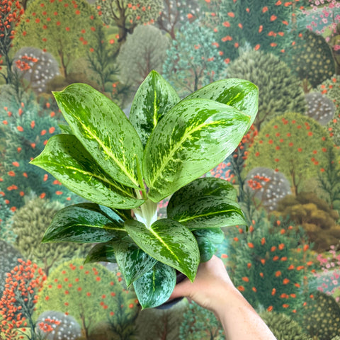 Aglaonema ‘Lemon Mint' - Chinese Evergreen - Sprouts of Bristol