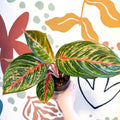 Aglaonema 'Lychee Red' - Chinese Evergreen - Sprouts of Bristol