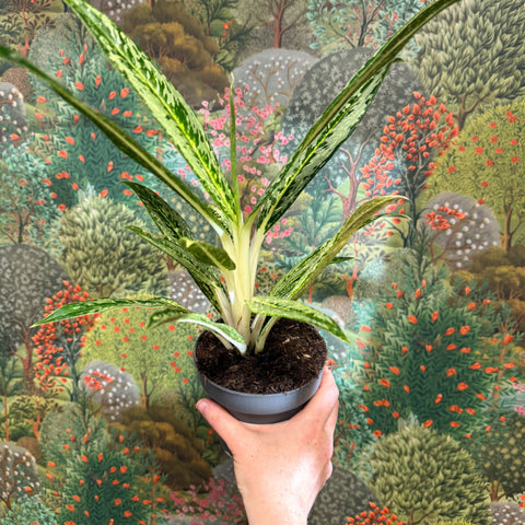 Aglaonema ‘Matcha Lemon' - Chinese Evergreen - Sprouts of Bristol