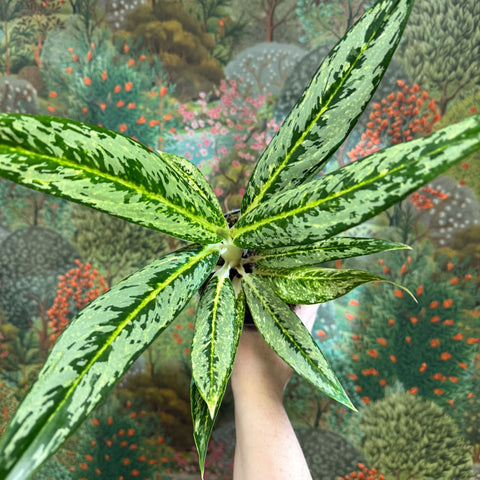 Aglaonema ‘Matcha Lemon' - Chinese Evergreen - Sprouts of Bristol