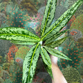 Aglaonema ‘Matcha Lemon' - Chinese Evergreen - Sprouts of Bristol