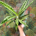 Aglaonema ‘Matcha Lemon' - Chinese Evergreen - Sprouts of Bristol