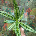 Aglaonema ‘Matcha Lemon' - Chinese Evergreen - Sprouts of Bristol
