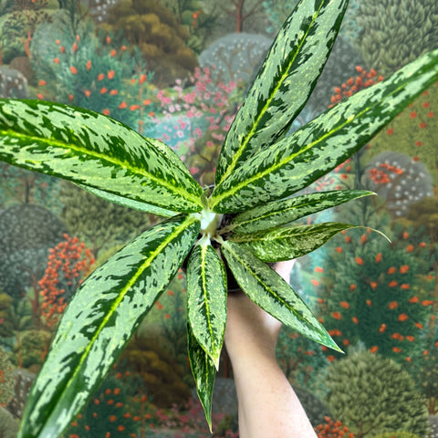 Aglaonema ‘Matcha Lemon' - Chinese Evergreen - Sprouts of Bristol
