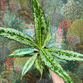 Aglaonema ‘Matcha Lemon' - Chinese Evergreen - Sprouts of Bristol