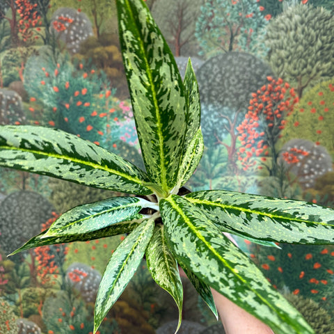 Aglaonema ‘Matcha Lemon' - Chinese Evergreen - Sprouts of Bristol