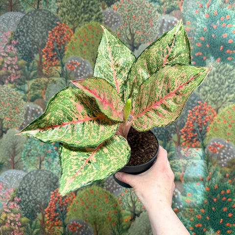 Aglaonema ‘Pistachio Pink’ – Chinese Evergreen - Sprouts of Bristol