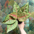 Aglaonema ‘Pistachio Pink’ – Chinese Evergreen - Sprouts of Bristol