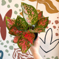 Aglaonema 'Red Valentine' - Chinese Evergreen - Sprouts of Bristol