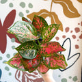 Aglaonema 'Red Valentine' - Chinese Evergreen - Sprouts of Bristol