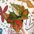 Aglaonema 'Red Valentine' - Chinese Evergreen - Sprouts of Bristol