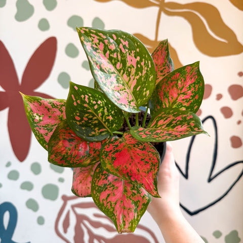 Aglaonema 'Red Valentine' - Chinese Evergreen - Sprouts of Bristol