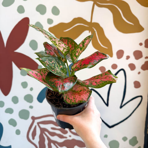 Aglaonema 'Red Valentine' - Chinese Evergreen - Sprouts of Bristol