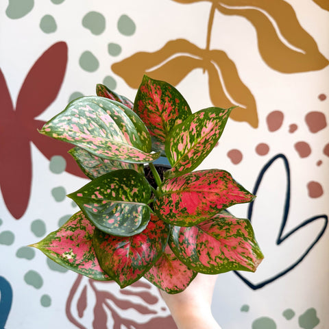 Aglaonema 'Red Valentine' - Chinese Evergreen - Sprouts of Bristol