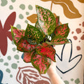 Aglaonema 'Red Valentine' - Chinese Evergreen - Sprouts of Bristol