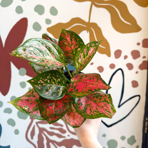Aglaonema 'Red Valentine' - Chinese Evergreen - Sprouts of Bristol