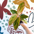 Aglaonema 'Salmon Fantasy' - Chinese Evergreen - Sprouts of Bristol
