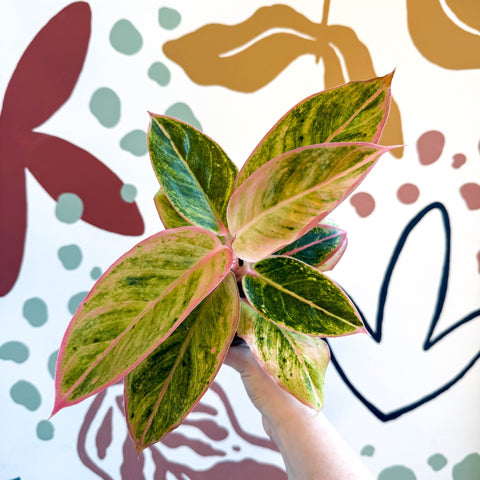 Aglaonema 'Salmon Fantasy' - Chinese Evergreen - Sprouts of Bristol