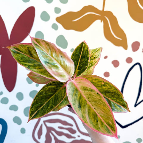 Aglaonema 'Salmon Fantasy' - Chinese Evergreen - Sprouts of Bristol