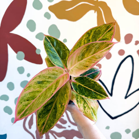 Aglaonema 'Salmon Fantasy' - Chinese Evergreen - Sprouts of Bristol