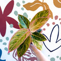 Aglaonema 'Salmon Fantasy' - Chinese Evergreen - Sprouts of Bristol