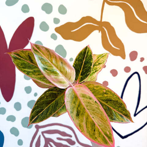 Aglaonema 'Salmon Fantasy' - Chinese Evergreen - Sprouts of Bristol
