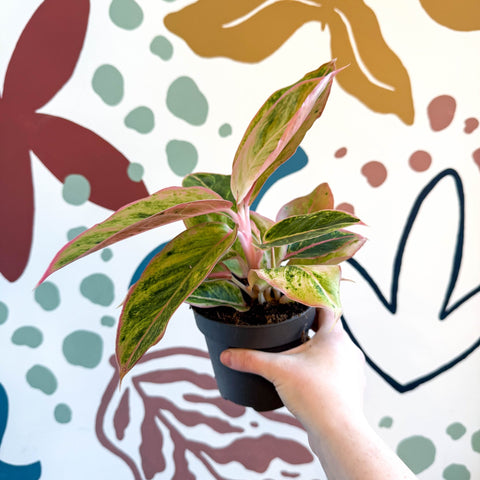 Aglaonema 'Salmon Fantasy' - Chinese Evergreen - Sprouts of Bristol