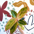 Aglaonema 'Salmon Fantasy' - Chinese Evergreen - Sprouts of Bristol