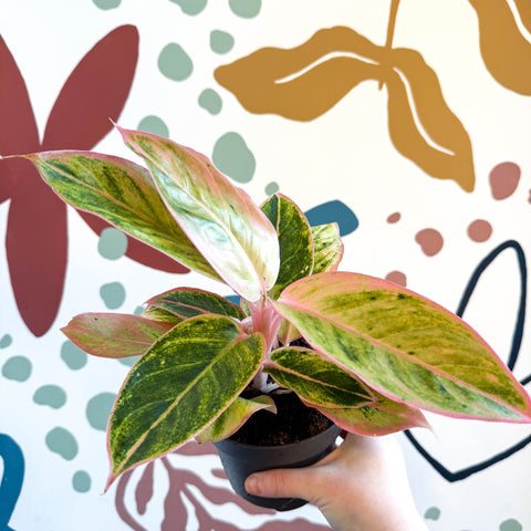 Aglaonema 'Salmon Fantasy' - Chinese Evergreen - Sprouts of Bristol