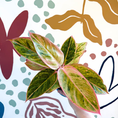 Aglaonema 'Salmon Fantasy' - Chinese Evergreen - Sprouts of Bristol