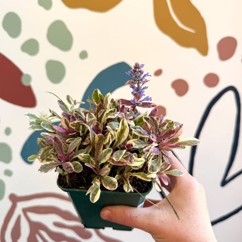 Ajuga reptans 'Golden Beauty' - British Grown - Sprouts of Bristol