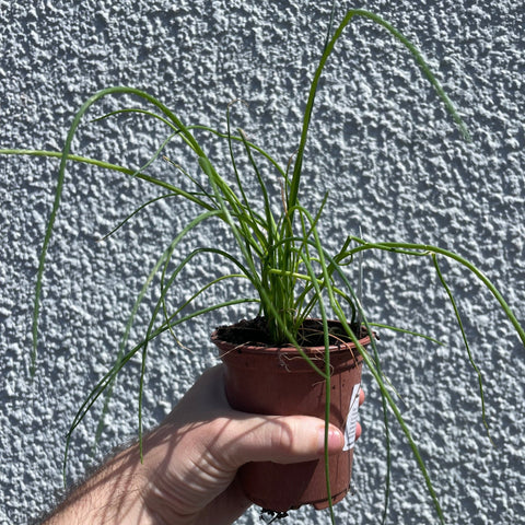 Allium schoenoprasum – Chives - British Grown Culinary Herb - Sprouts of Bristol
