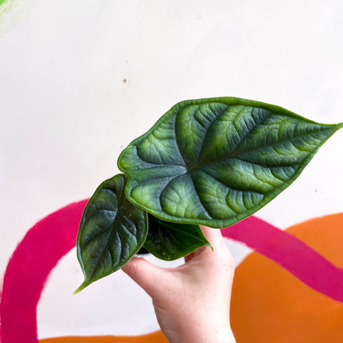 Alocasia baginda 'Dragon Scale' - Sprouts of Bristol